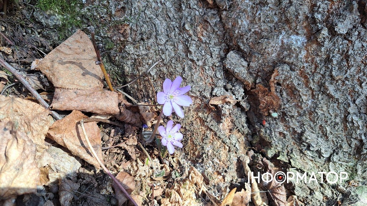 Не тільки в Карпатах: біля Коломиї розквітли тисячі крокусів 6