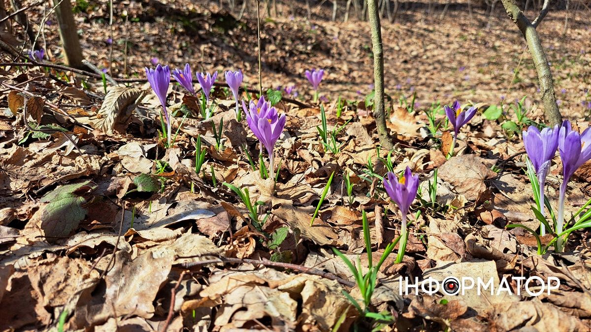 Не тільки в Карпатах: біля Коломиї розквітли тисячі крокусів 2