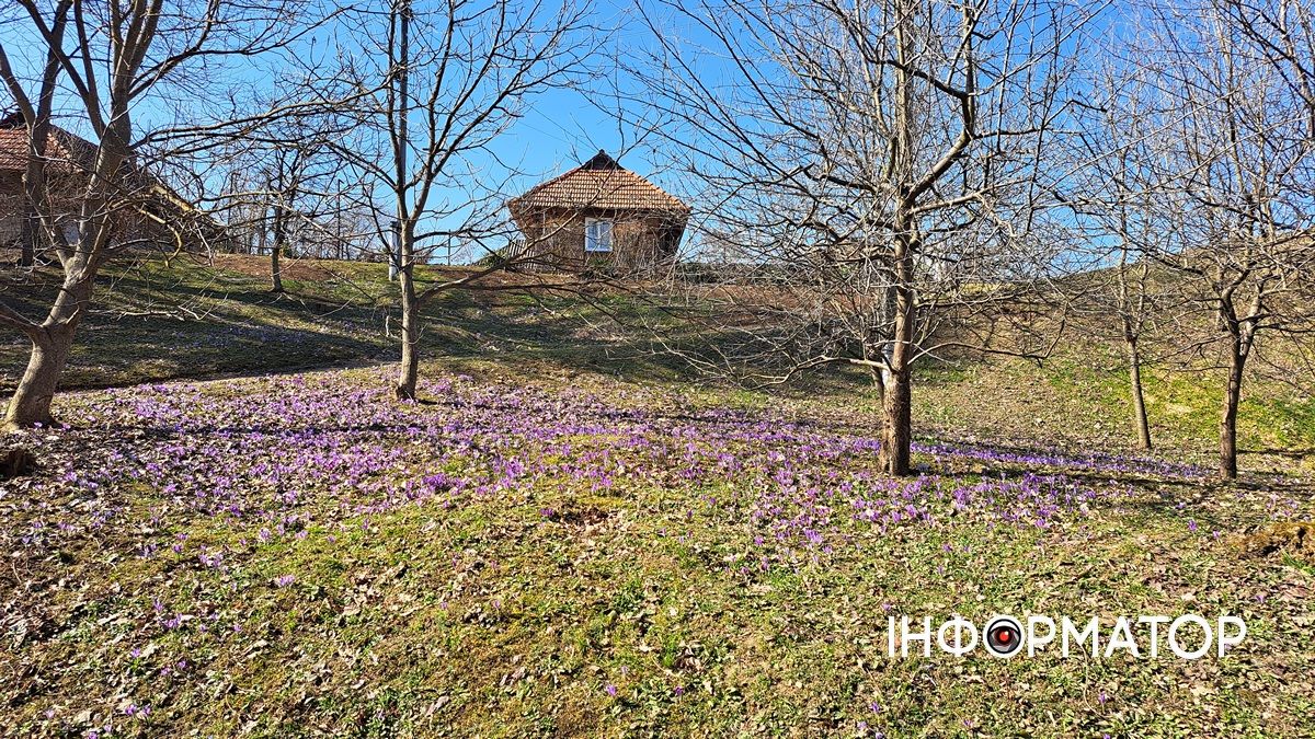 Не тільки в Карпатах: біля Коломиї розквітли тисячі крокусів 3