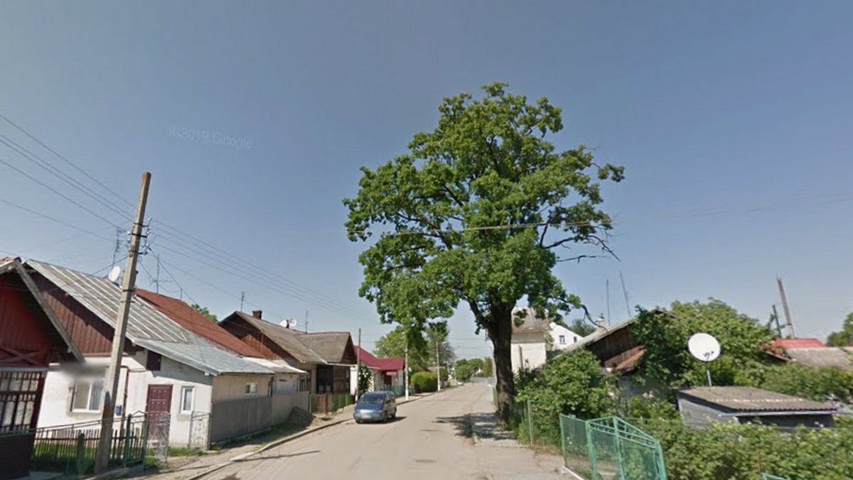 Ой, що то коїться: влада Коломиї хоче винищити сад шовковиці неподалік ратуші 1