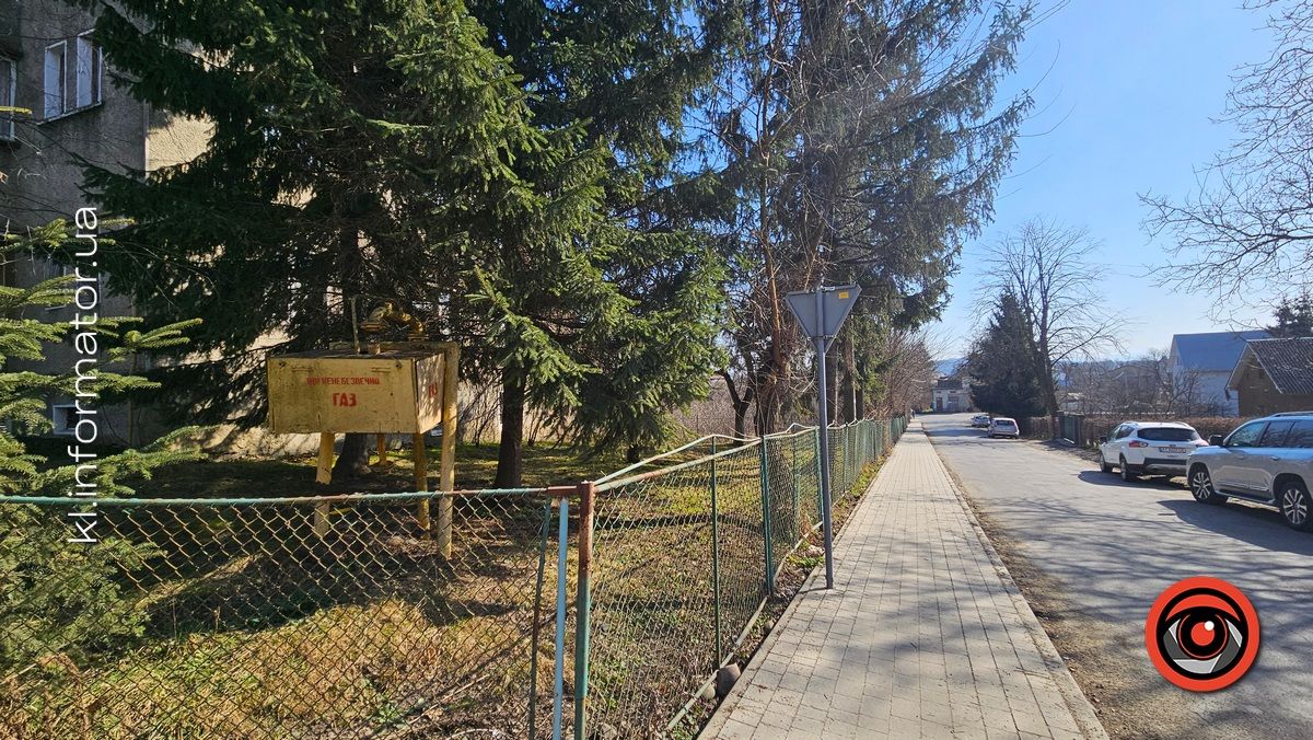 Ой, що то коїться: влада Коломиї хоче винищити сад шовковиці неподалік ратуші 1