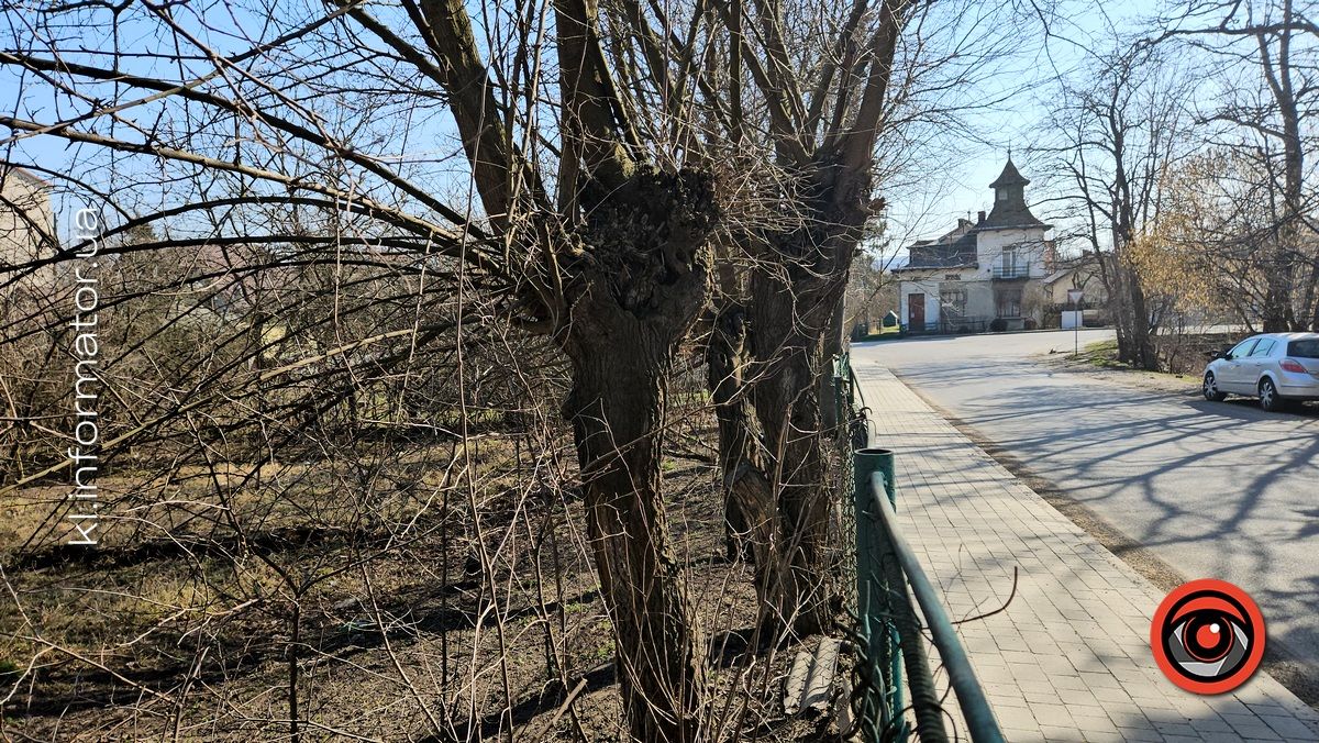 Ой, що то коїться: влада Коломиї хоче винищити сад шовковиці неподалік ратуші 4