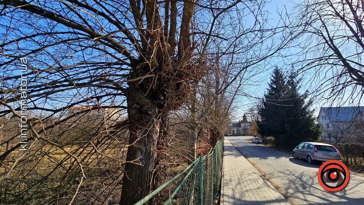 Ой, що то коїться: влада Коломиї хоче винищити сад шовковиці неподалік ратуші 7