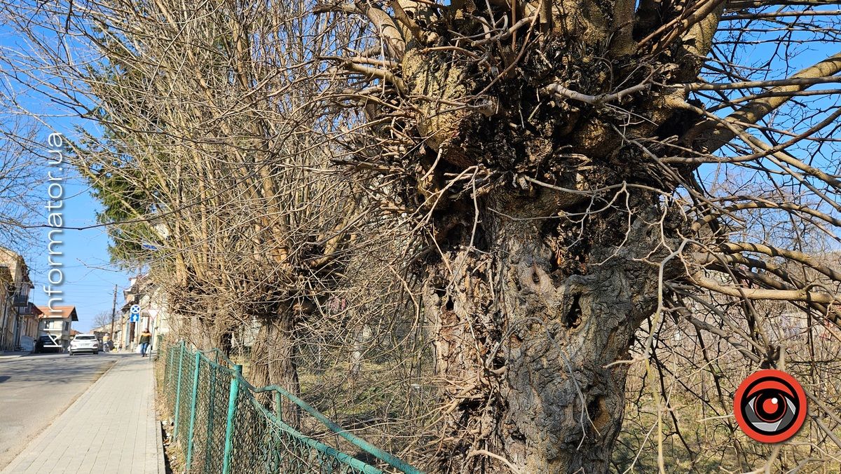 Ой, що то коїться: влада Коломиї хоче винищити сад шовковиці неподалік ратуші 5