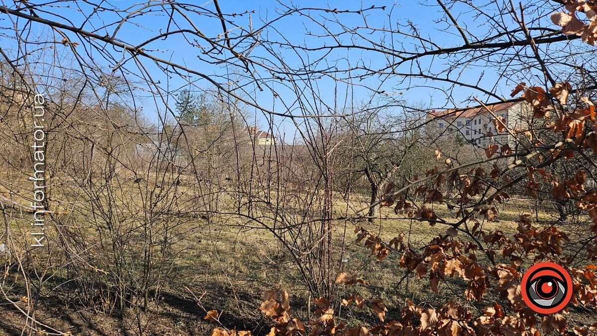 Ой, що то коїться: влада Коломиї хоче винищити сад шовковиці неподалік ратуші 6