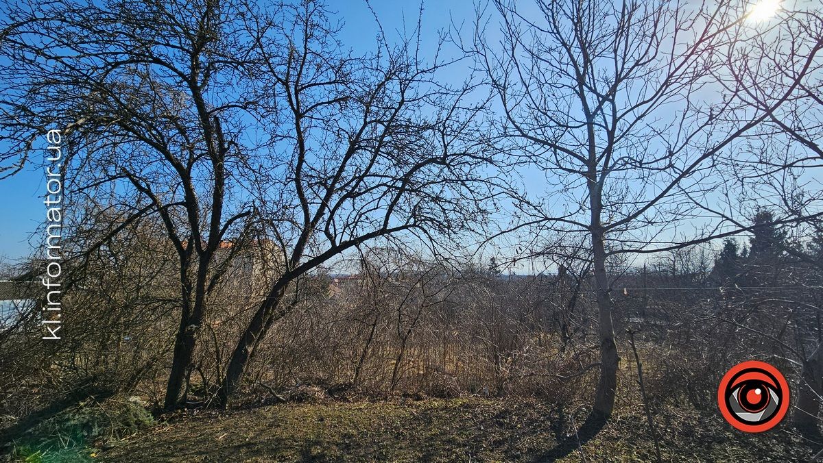 Ой, що то коїться: влада Коломиї хоче винищити сад шовковиці неподалік ратуші 9