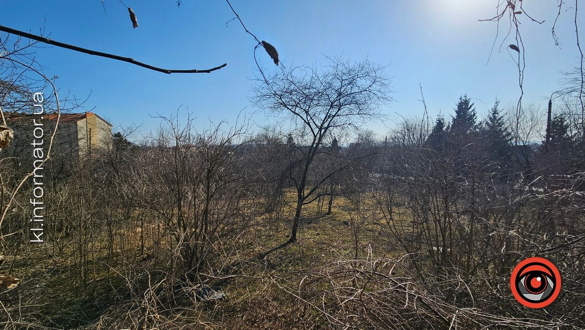 Ой, що то коїться: влада Коломиї хоче винищити сад шовковиці неподалік ратуші 8