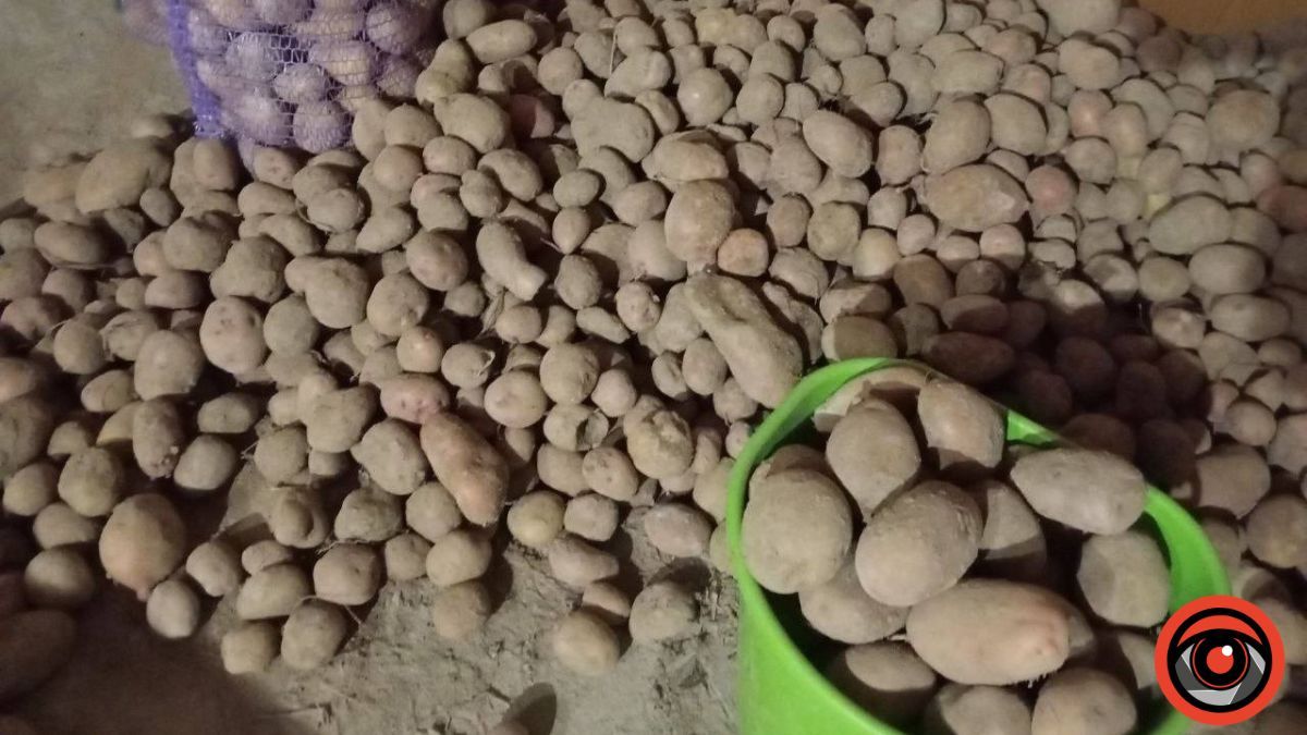 Підготовка картоплі до посіву