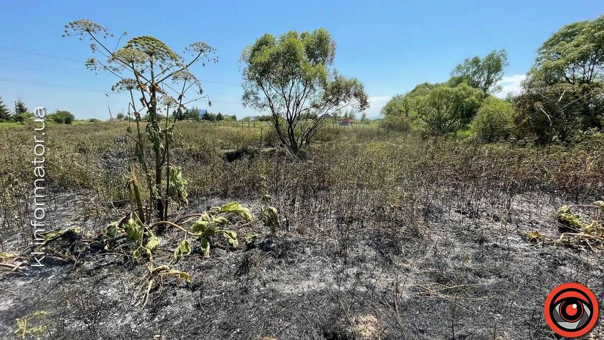 Закупівля між своїх: 1 млн вартуватиме боротьба з борщівником у Коломийській громаді 1