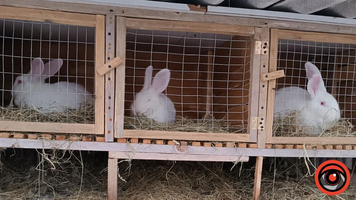 Чим годувати кролів навесні