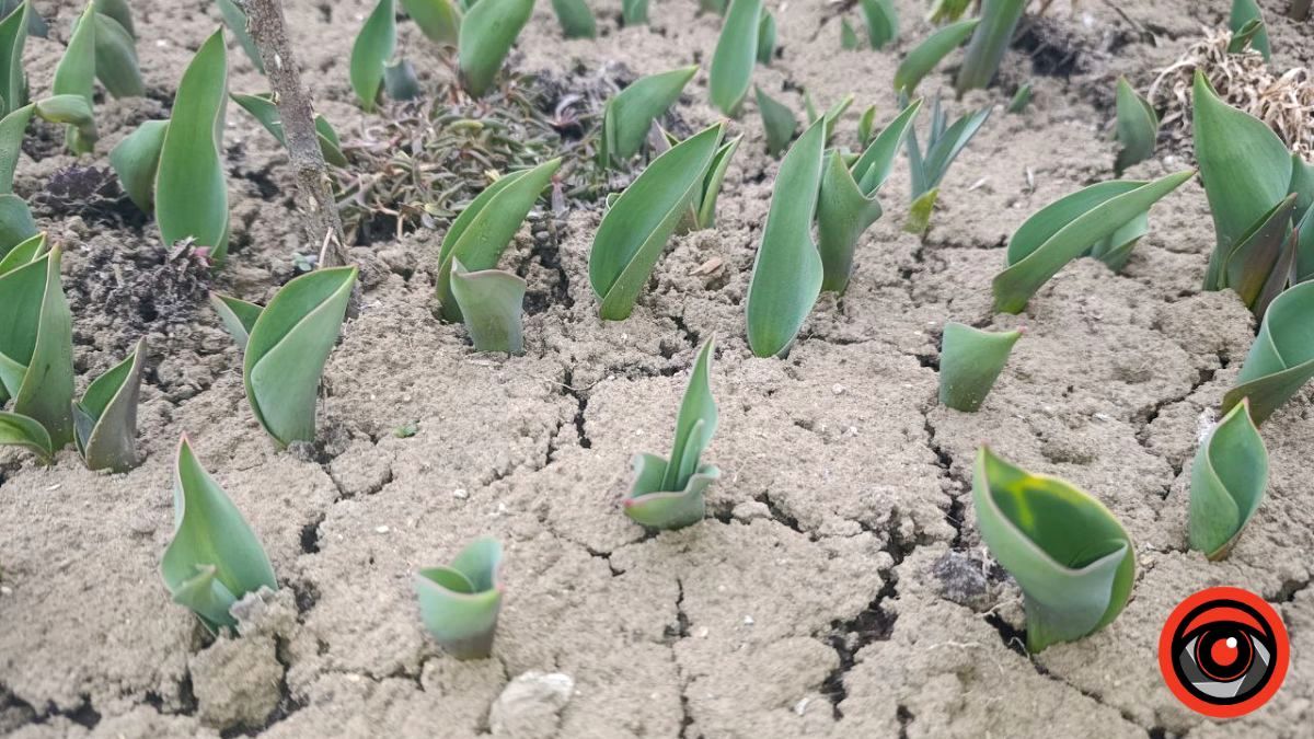 Чим підживити тюльпани після появи перших паростків для пишного цвітіння