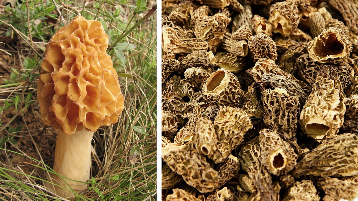 Де знайти перші весняні гриби та як їх відрізнити від отруйних? 1