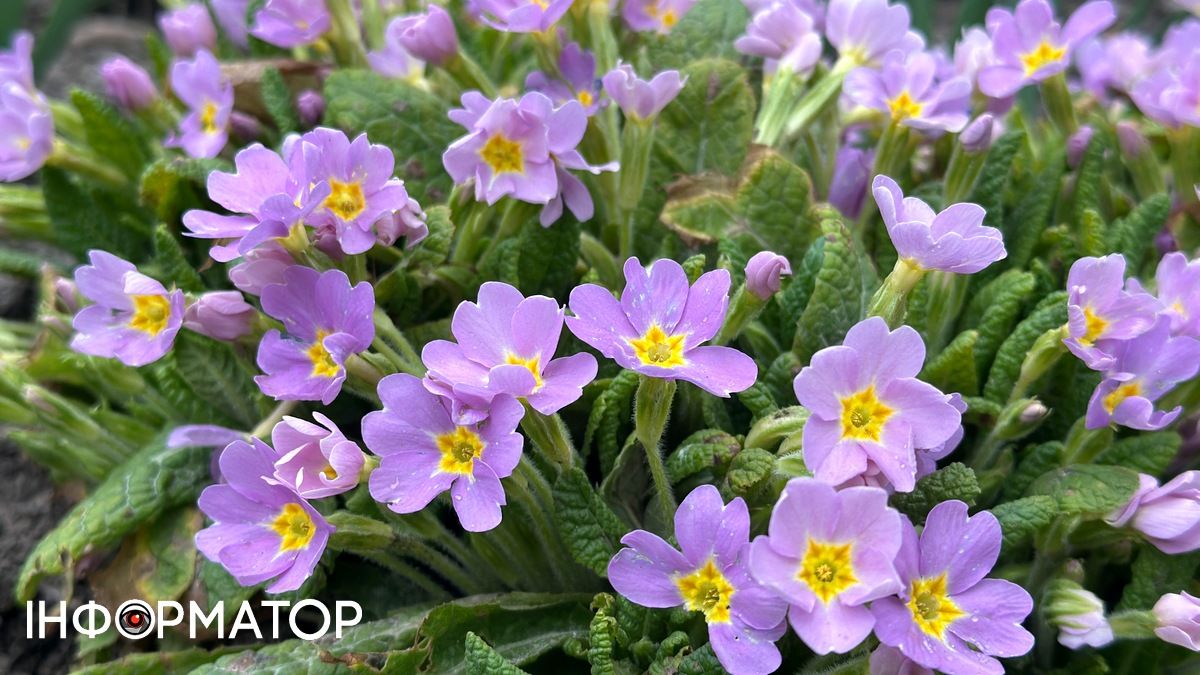 Погода у Коломиї 22 березня