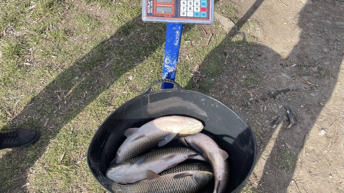 У Надвірній зарибили озеро у зоні відпочинку імені Назарія Яремчука 5