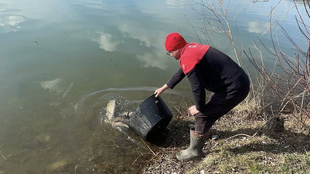 У Надвірній зарибили озеро у зоні відпочинку імені Назарія Яремчука 4