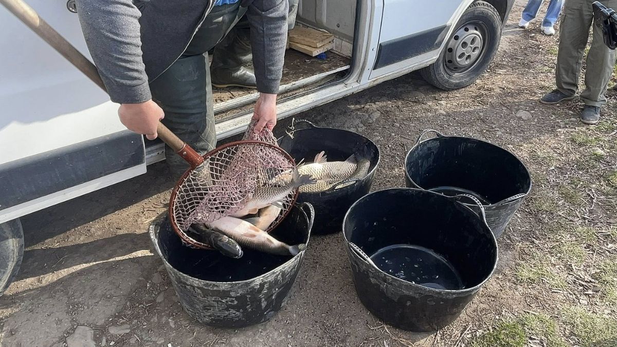 У Надвірній зарибили озеро у зоні відпочинку імені Назарія Яремчука 2