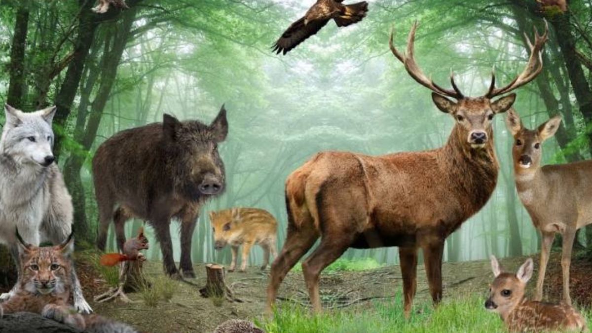 На Прикарпатті різко побільшало диких тварин: кого стало більше, а хто зникає