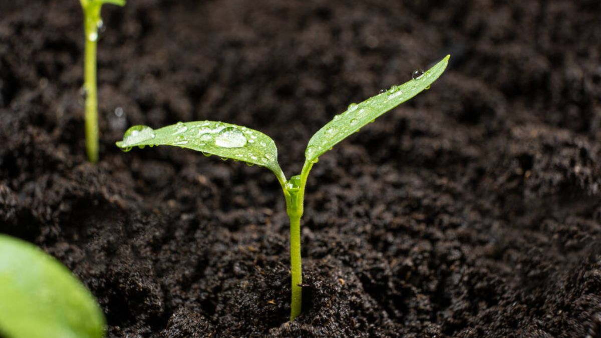 Що сіяти і як доглядати: календар городника на 23–29 березня