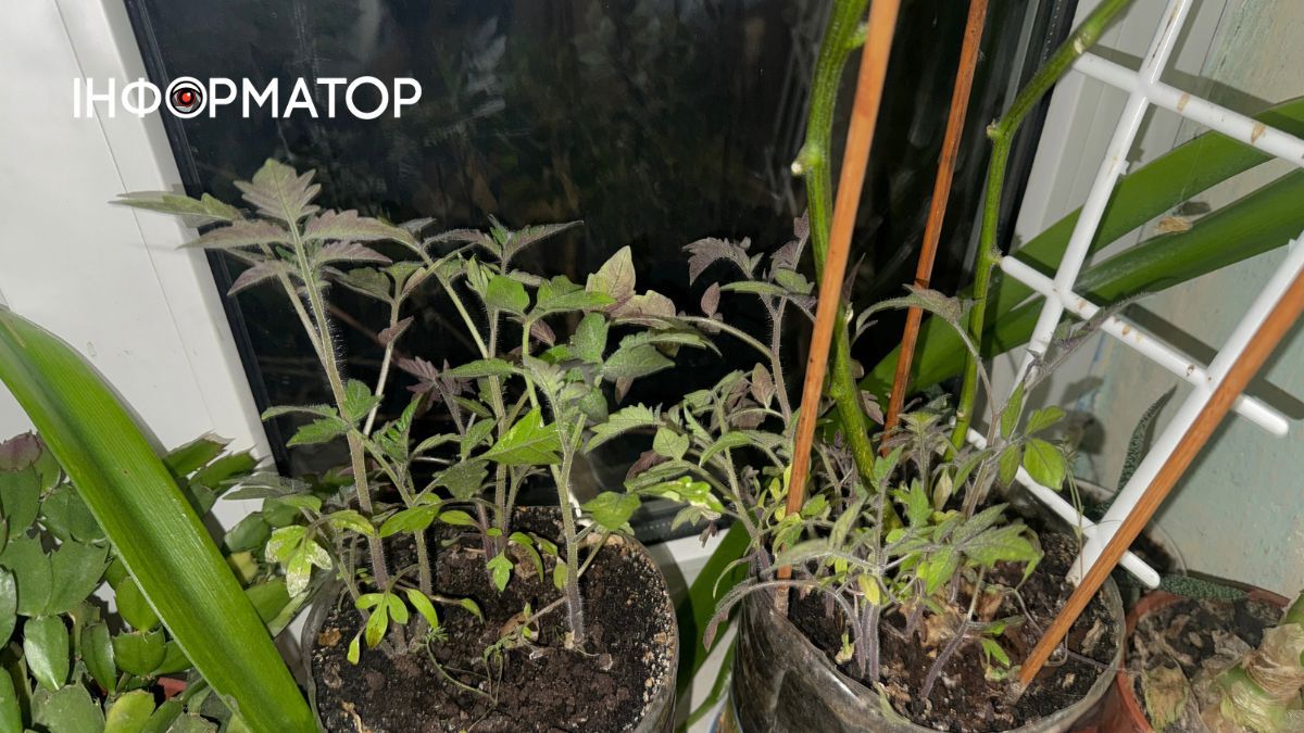 Свіжі овочі без грядки: як виростити помідори чері та перці на підвіконні у квартирі? 2