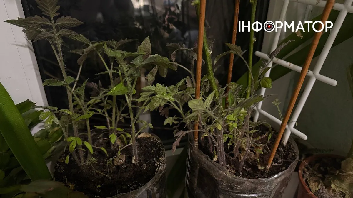 Вирощування овочів на підвіконні