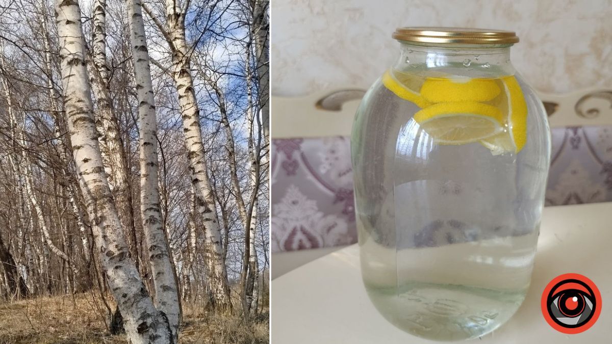 Березовий сік. Фото: Інформатор Калуш