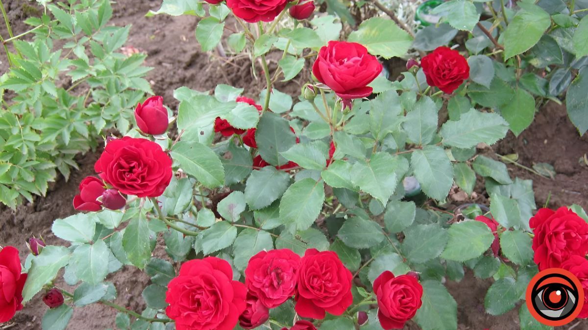 Догляд за трояндами