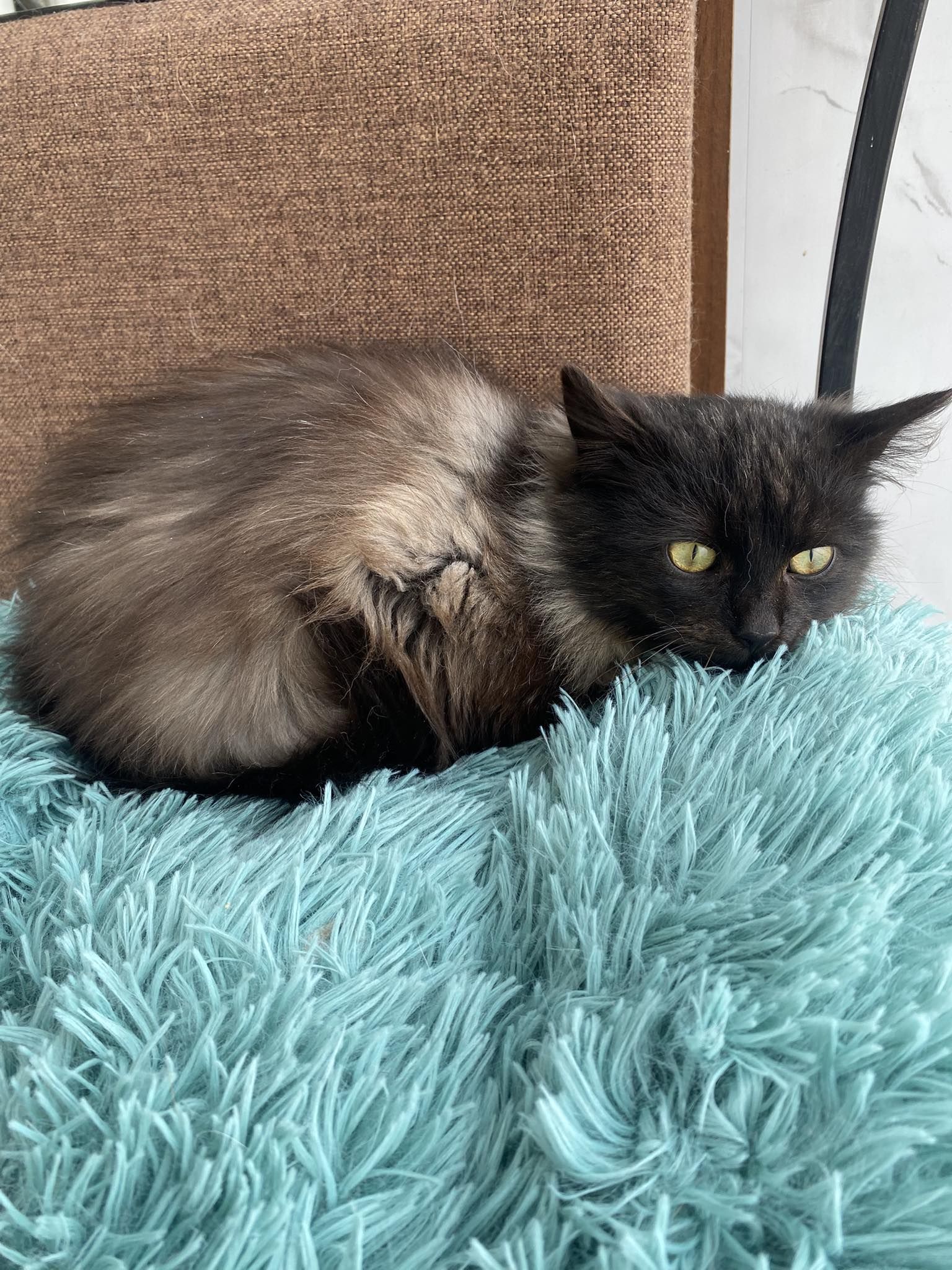 Коломийські пухнастики шукають нову домівку 1