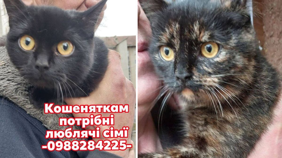 Коломийські пухнастики шукають нову домівку 2