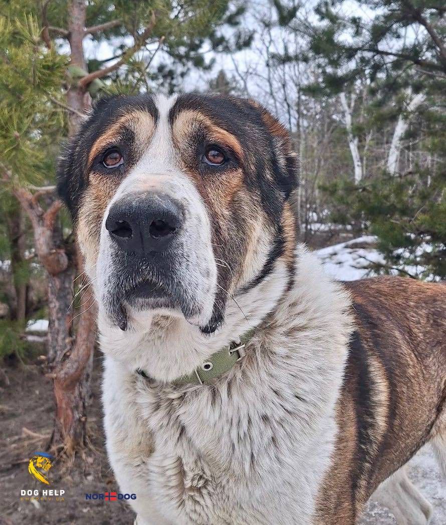 Коломийські пухнастики шукають нову домівку 3