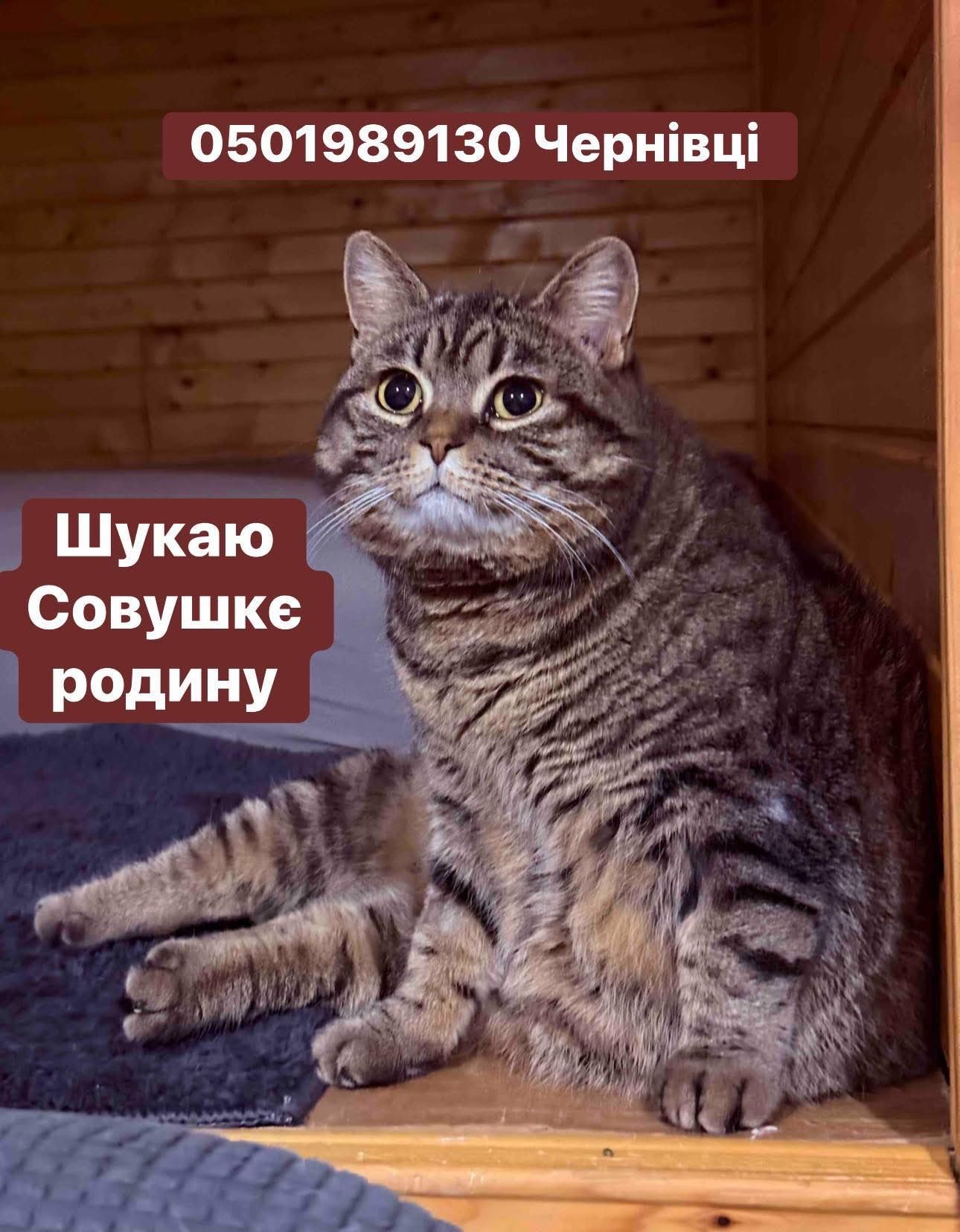 Коломийські пухнастики шукають нову домівку 5