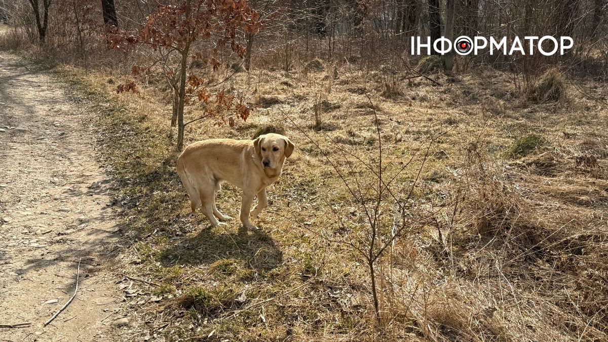 Добірка чотирилапих Коломия