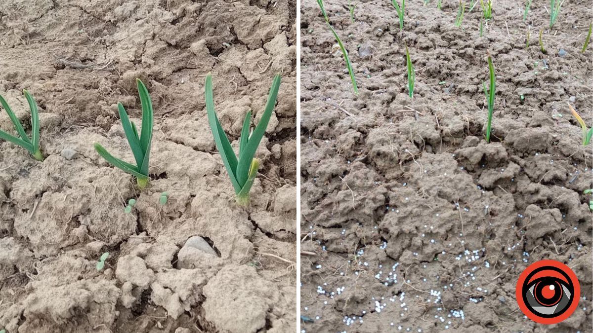 Як підживити часник, щоб був урожай