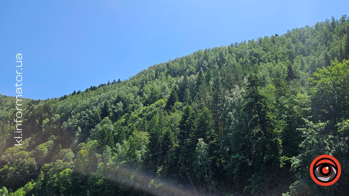 На Верховинщині викрили "чорних лісорубів": справу передали до суду