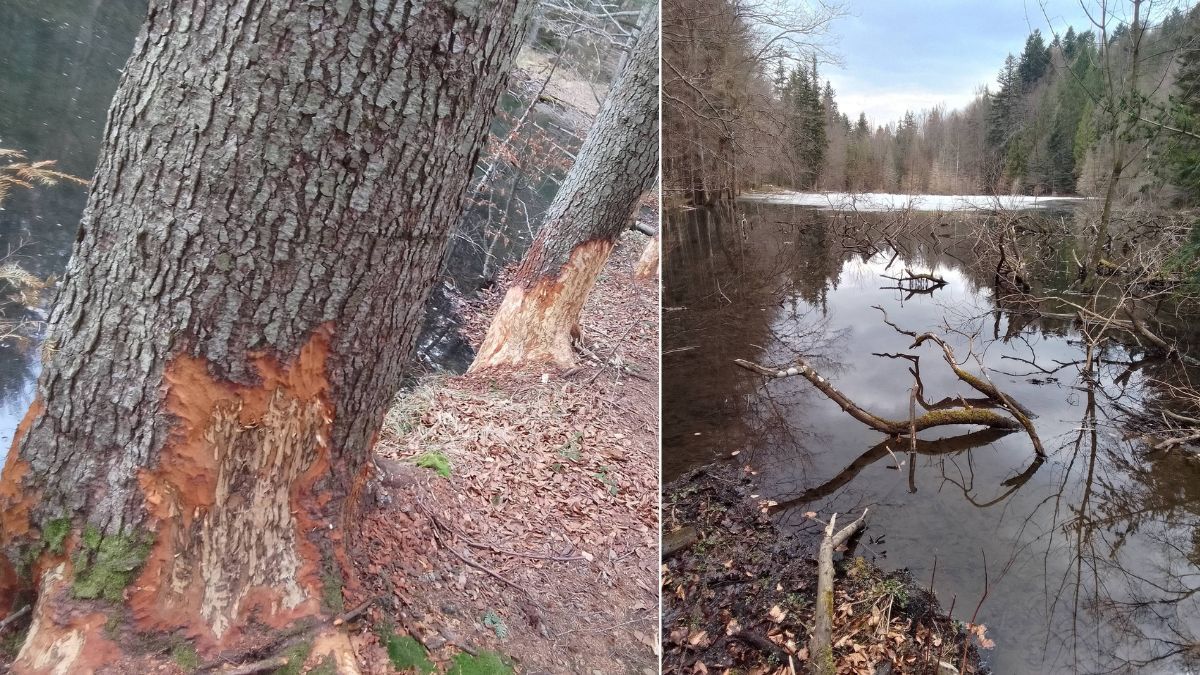На Болехівщині бобри змінили рівень води в озері