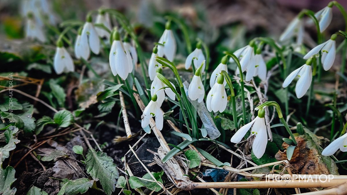 Краса природи та архітектури: якою була Коломия в березні 1