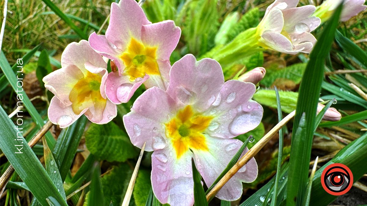 погода у коломиї