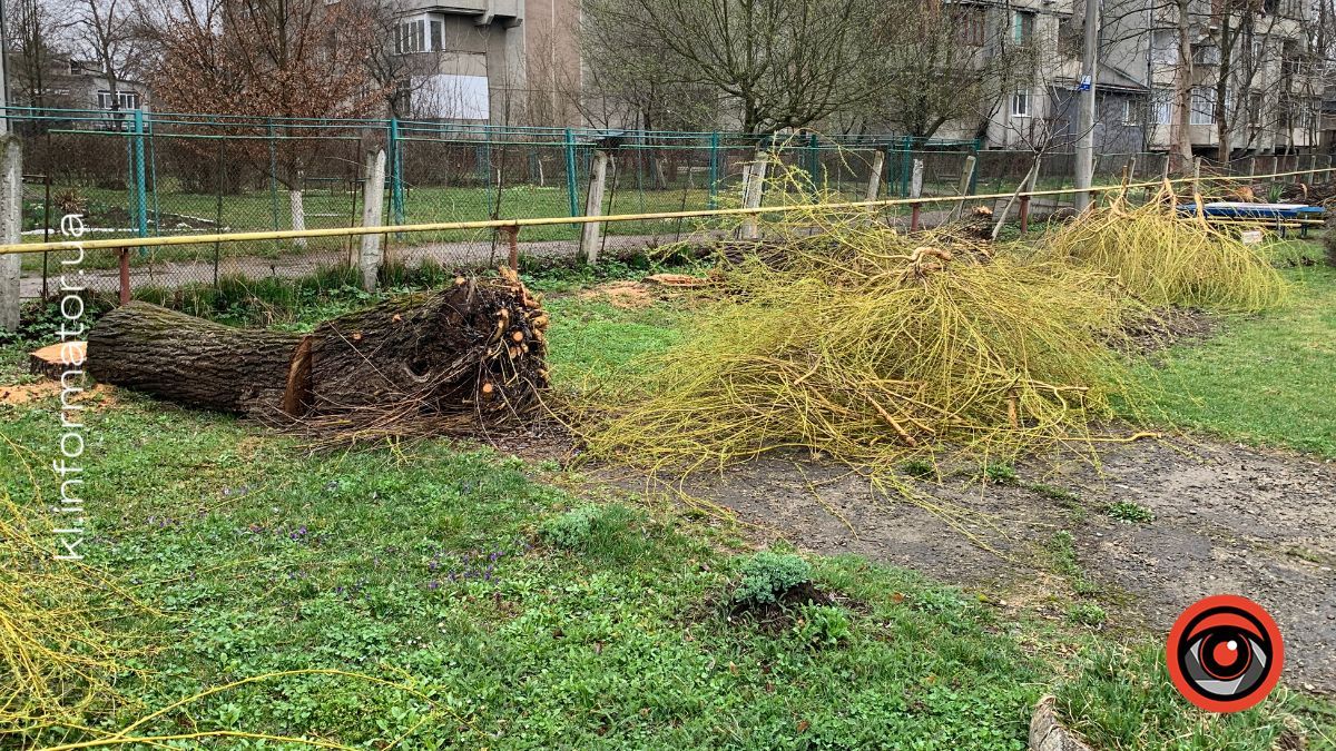 Полеміка у Коломиї: у дитсадку №19 масово зрізають дерева — мешканці б’ють на сполох 7
