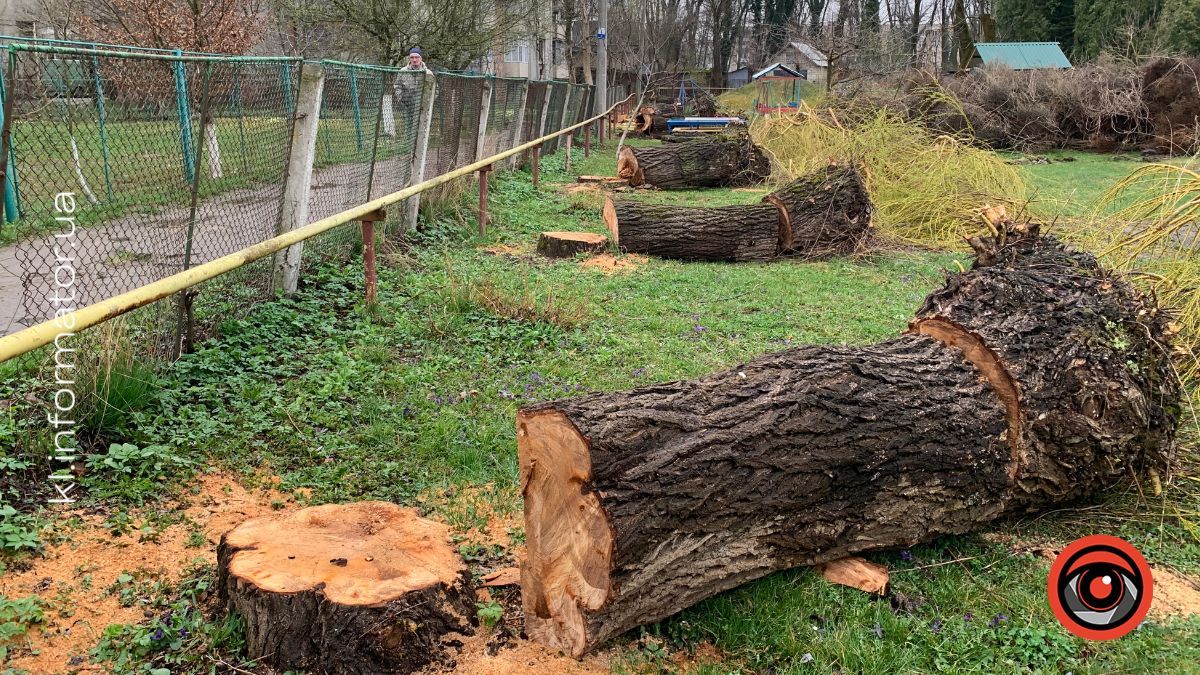 Полеміка у Коломиї: у дитсадку №19 масово зрізають дерева — мешканці б’ють на сполох 6