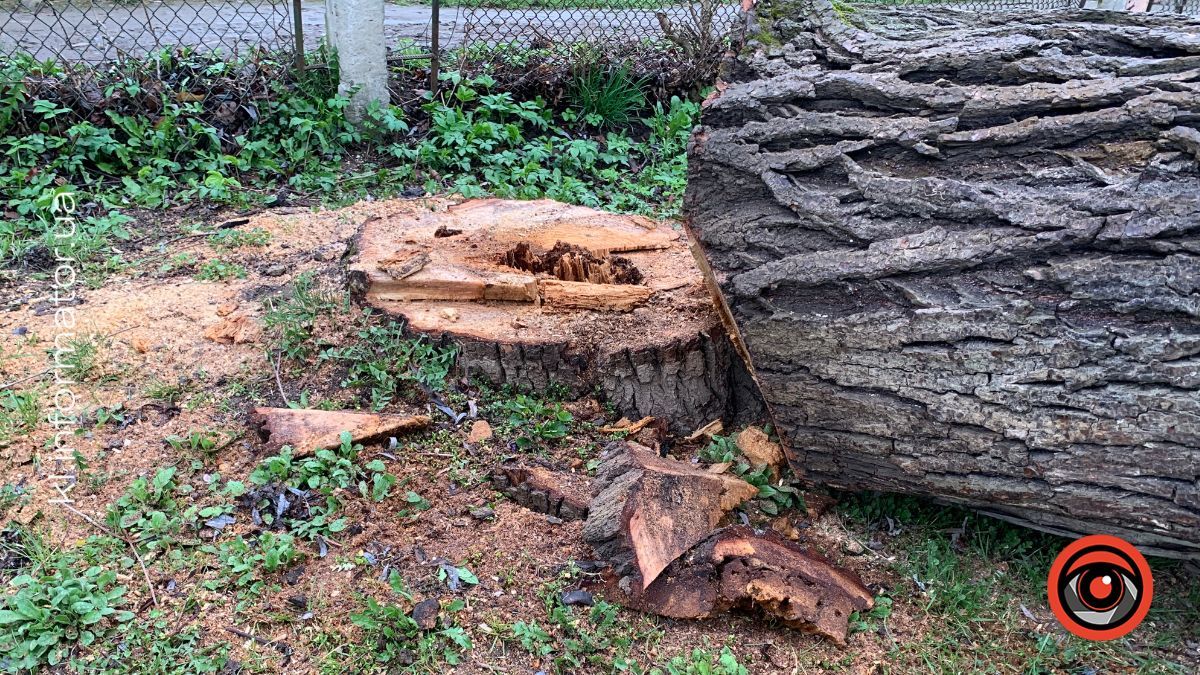 Полеміка у Коломиї: у дитсадку №19 масово зрізають дерева — мешканці б’ють на сполох 5