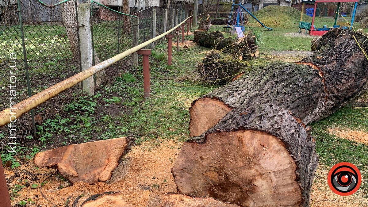Полеміка у Коломиї: у дитсадку №19 масово зрізають дерева — мешканці б’ють на сполох 2