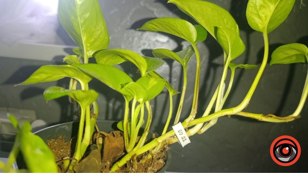 Хлібні кришечки у використанні. Фото: Інформатор Калуш