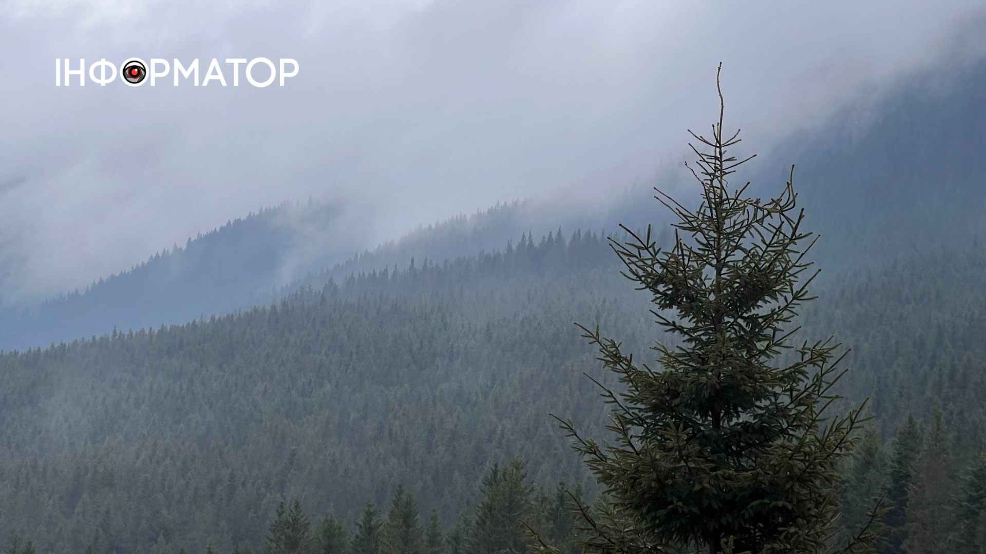 У Карпатах масово квітнуть крокуси | Фоторепортаж 1