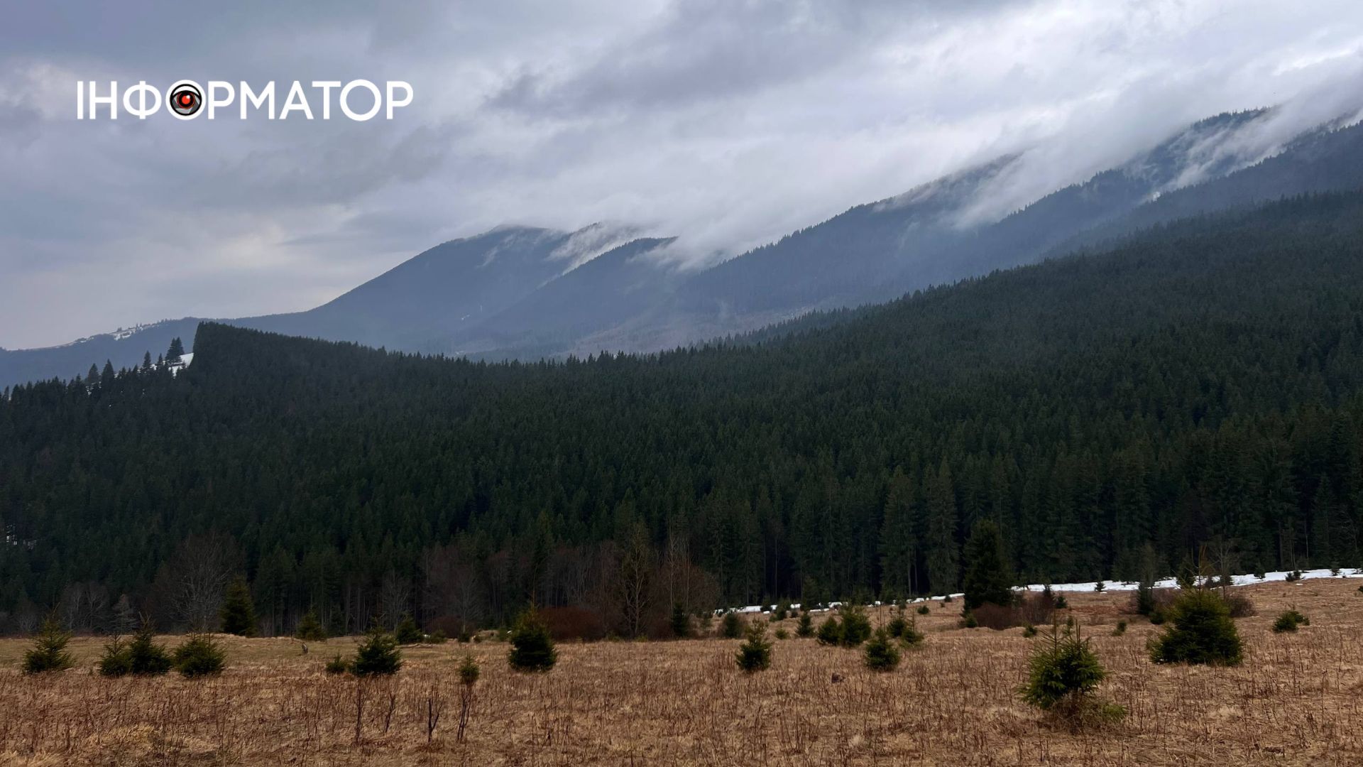 У Карпатах масово квітнуть крокуси | Фоторепортаж 2