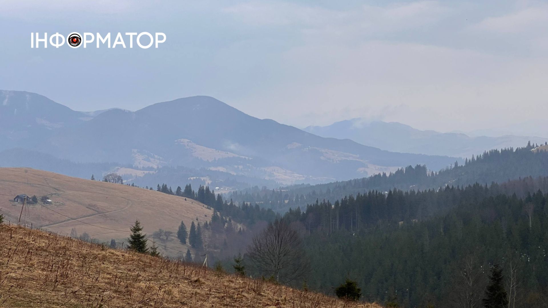 У Карпатах масово квітнуть крокуси | Фоторепортаж 4