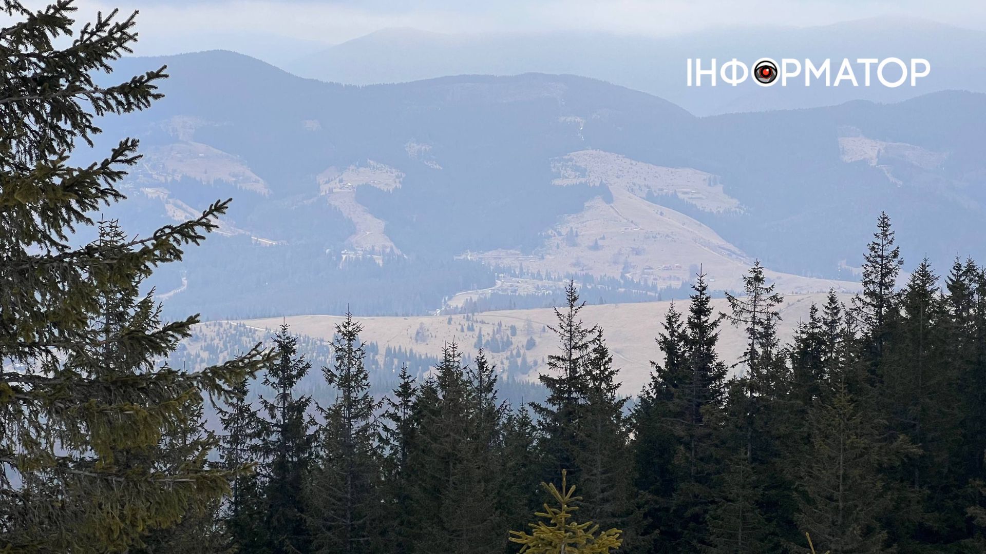 У Карпатах масово квітнуть крокуси | Фоторепортаж 3