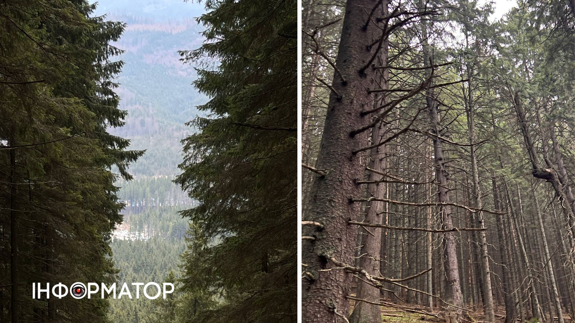 У Карпатах масово квітнуть крокуси | Фоторепортаж 6