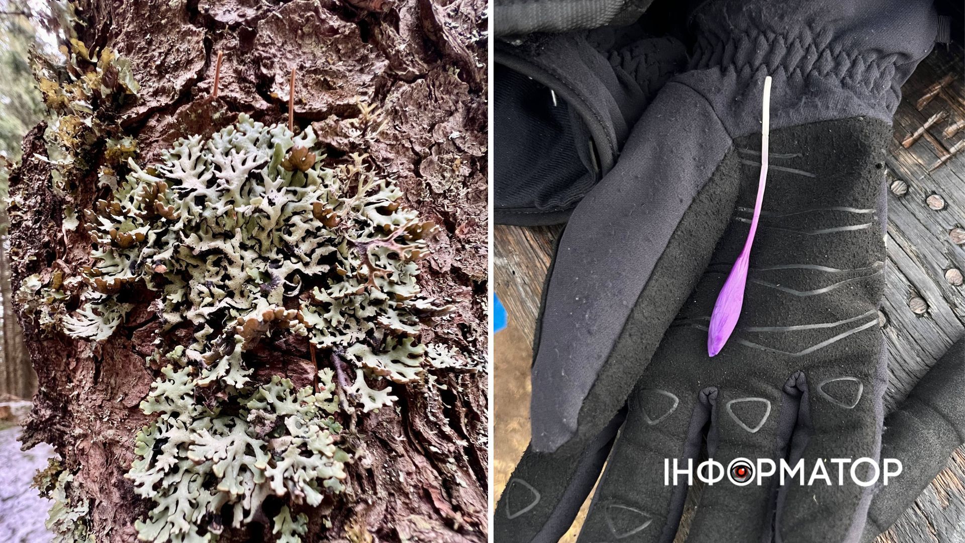 У Карпатах масово квітнуть крокуси | Фоторепортаж 7