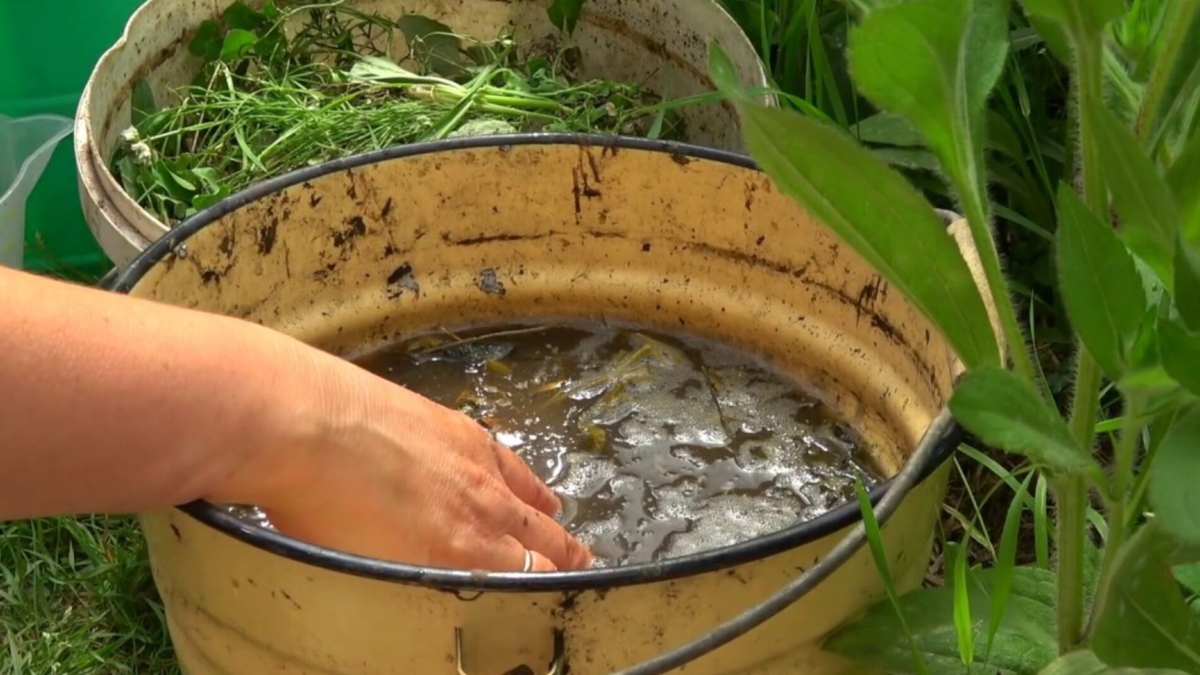 Натуральний стимулятор росту: як підживити рослини бурʼяном