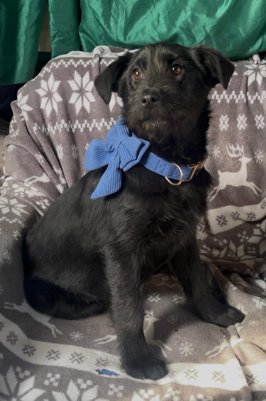 В пошуках сімʼї та дому: добірка чотирилапих у Коломиї 5