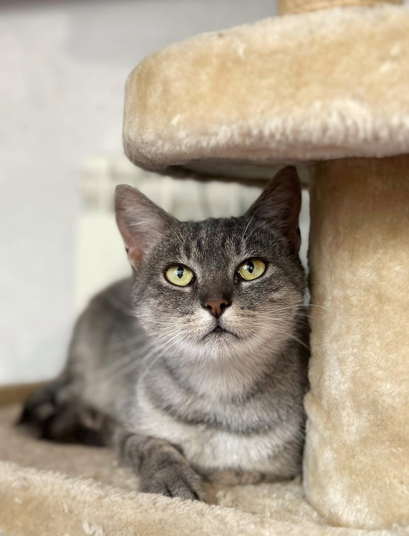 В пошуках сімʼї та дому: добірка чотирилапих у Коломиї 4